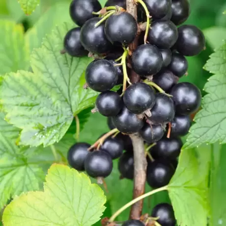 Arbust Fructifer - Coacaz Negru Tufa la Ghiveci