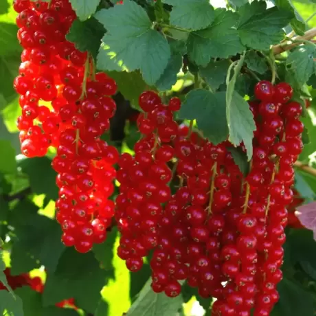 Arbust Fructifer - Coacaz Rosu Tufa la Ghiveci