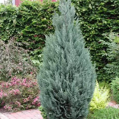 Chamaecyparis Lawsoniana Columnaris la Ghiveci