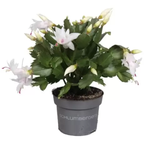 Craciunel Alb - Schlumbergera Truncata la Ghiveci
