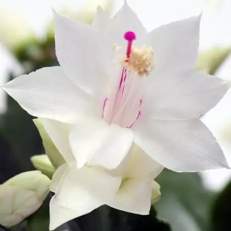 Craciunel Alb - Schlumbergera Truncata la Ghiveci