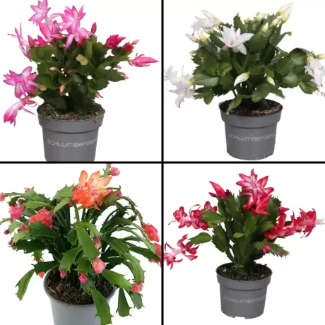 Craciunel Mix 4 Culori - Schlumbergera Truncata la Ghiveci