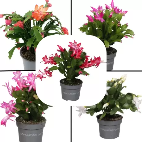 Craciunel Mix 5 Culori - Schlumbergera Truncata la Ghiveci