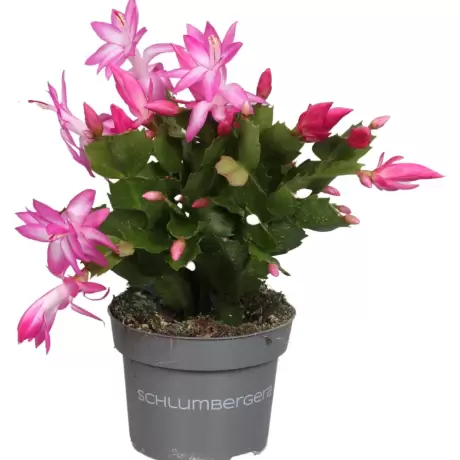 Craciunel Royal Pink - Schlumbergera Truncata la Ghiveci