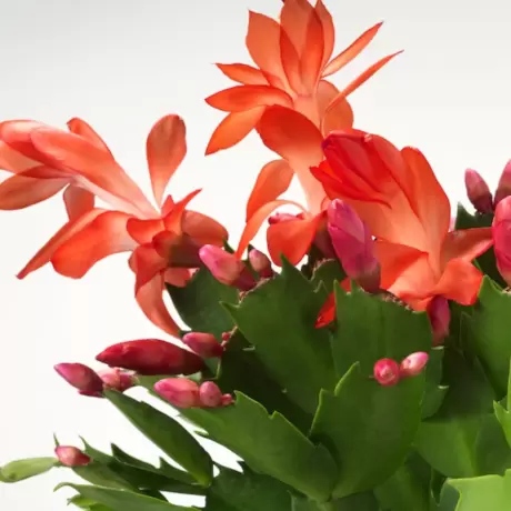 Craciunel Portocaliu - Schlumbergera Truncata la Ghiveci