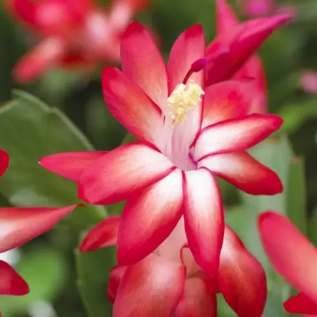 Craciunel Rosu - Schlumbergera Truncata la Ghiveci