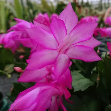 Craciunel Roz - Schlumbergera Truncata la Ghiveci
