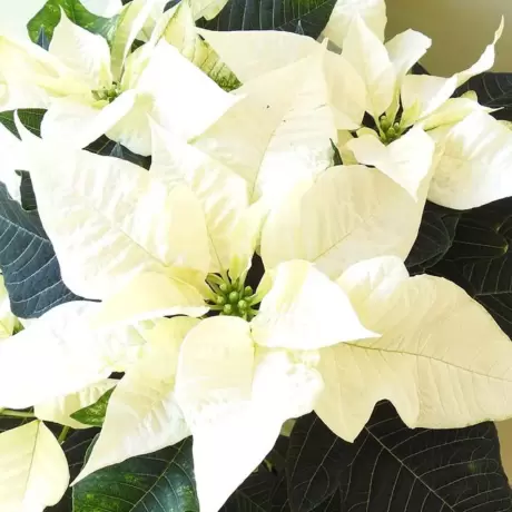 Craciunita Alba pe Tulpina Inalta - Poinsettia la Ghiveci