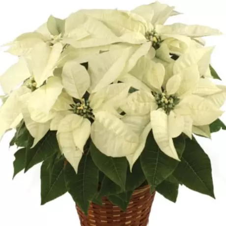 Craciunita Alba - Poinsettia la Ghiveci