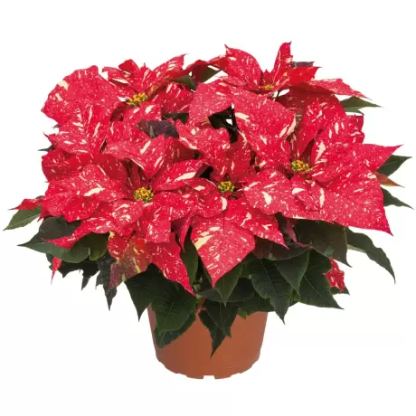 Craciunita Bicolor - Poinsettia la Ghiveci