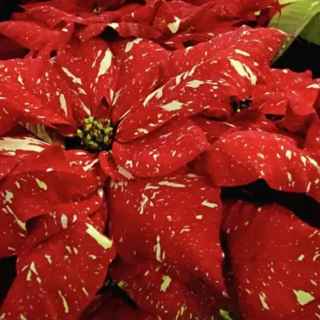 Craciunita Bicolor - Poinsettia la Ghiveci