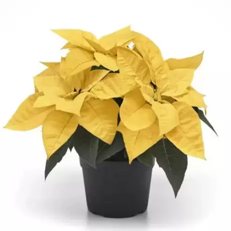 Craciunita Galbena - Poinsettia la Ghiveci