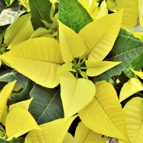Craciunita Galbena - Poinsettia la Ghiveci