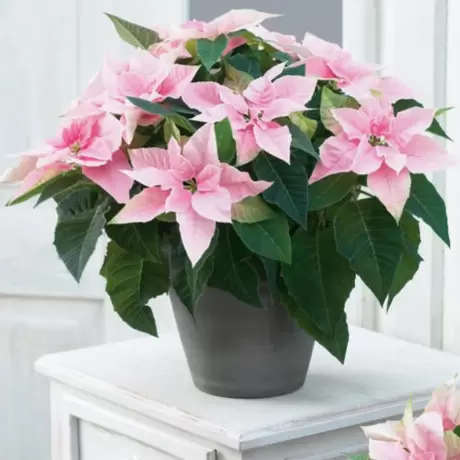 Craciunita - Poinsettia Melba la Ghiveci