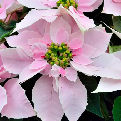 Craciunita - Poinsettia Melba la Ghiveci