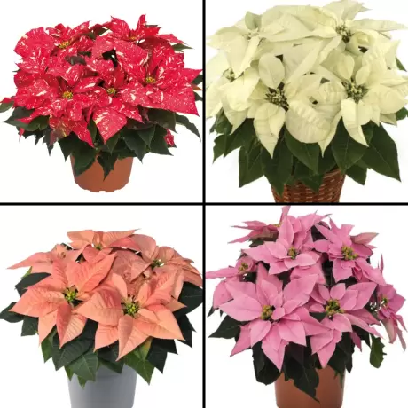 Craciunita Mix 4 Culori - Poinsettia la Ghiveci