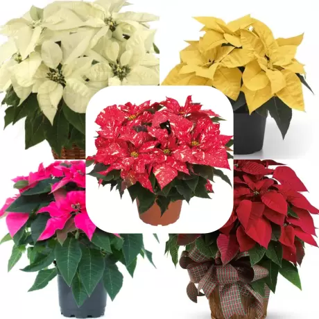 Craciunita Mix 5 Culori - Poinsettia la Ghiveci