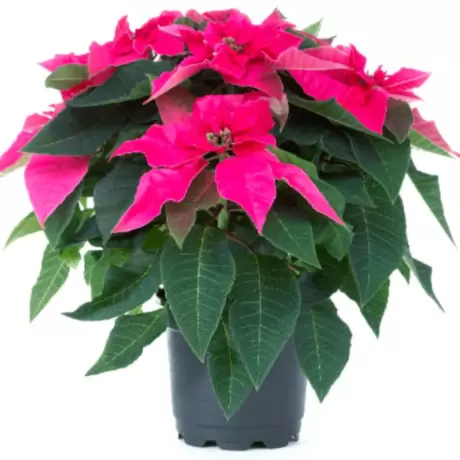 Craciunita Roz - Poinsettia la Ghiveci