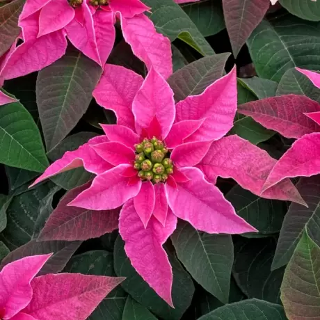 Craciunita Roz - Poinsettia la Ghiveci