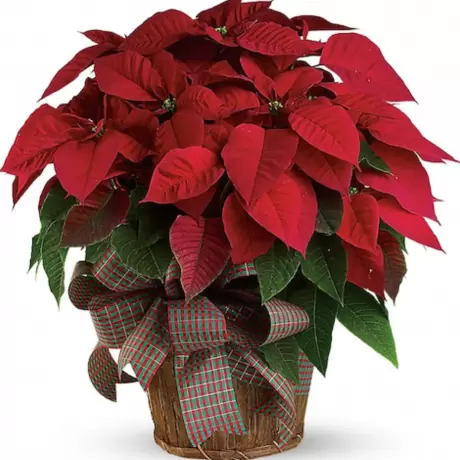 Craciunita Rosie - Poinsettia la Ghiveci