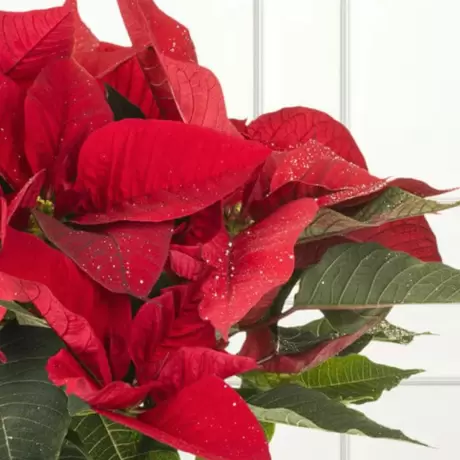 Craciunita Rosie - Poinsettia la Ghiveci