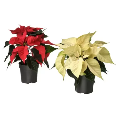 Craciunita Mix 2 Culori - Poinsettia la Ghiveci