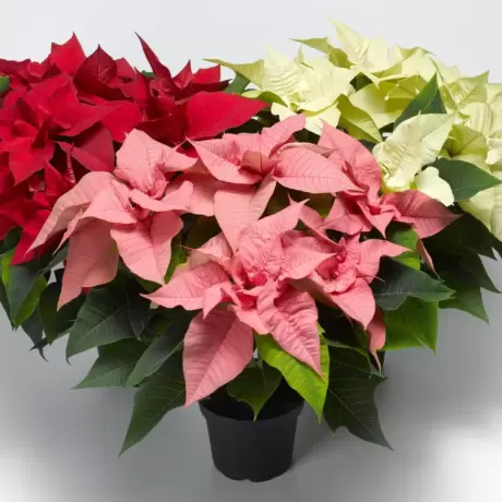 Craciunita Mix 3 Culori - Poinsettia la Ghiveci