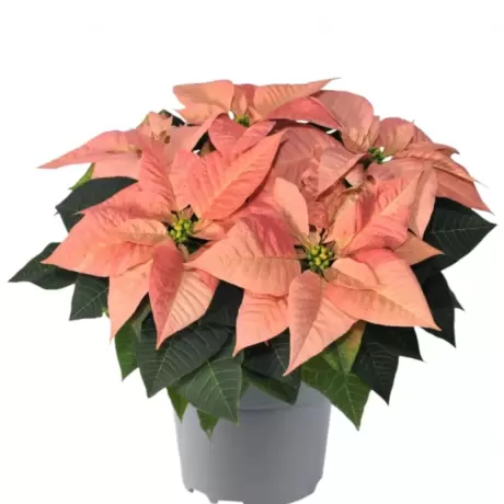 Craciunita Portocalie - Poinsettia la Ghiveci