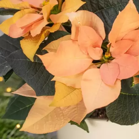 Craciunita Portocalie - Poinsettia la Ghiveci