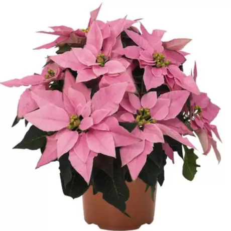 Craciunita - Poinsettia Pink la Ghiveci