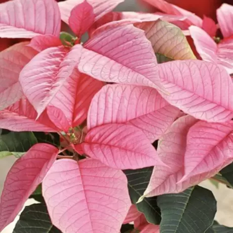 Craciunita - Poinsettia Pink la Ghiveci