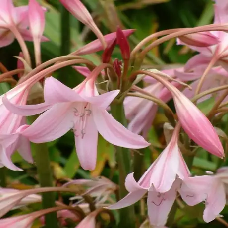 Bulbi de Crin Crinum Powelli