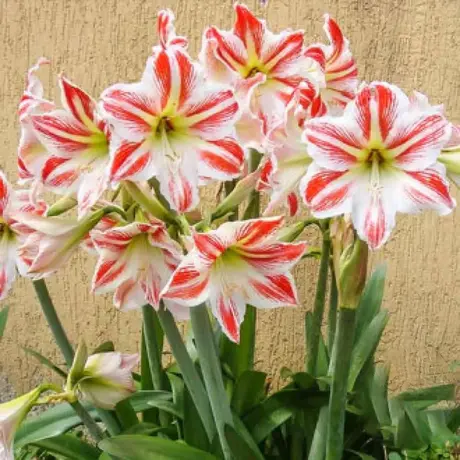 Bulbi de Amaryllis - Hippeastrum Park Striped