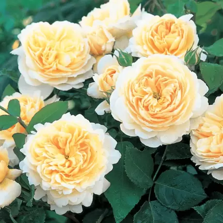 Trandafir David Austin - Crocus Rose - anul 3 la Ghiveci