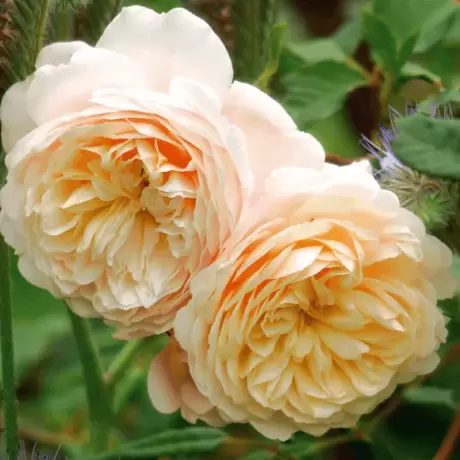 Trandafir David Austin - Crocus Rose - anul 3 la Ghiveci