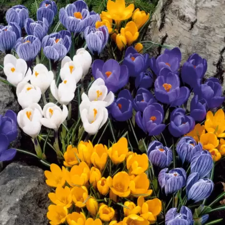 Crocusi Botanici
