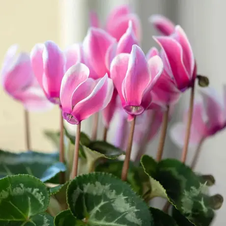 Cyclamen Overig
