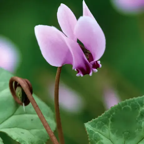 Cyclamen Pink