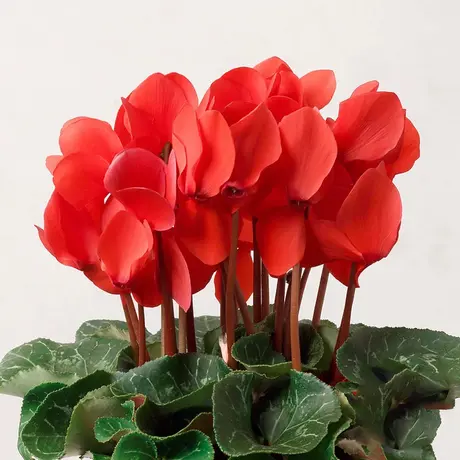 Cyclamen Red