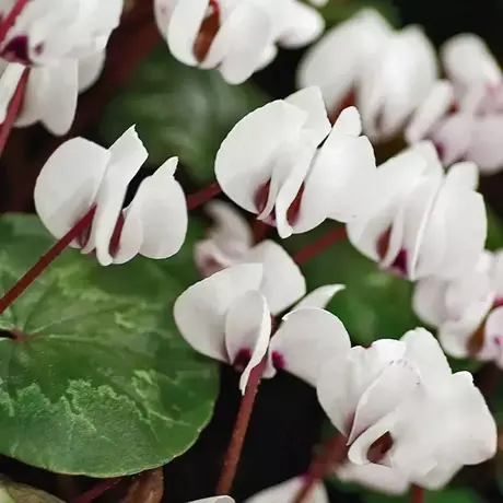 Cyclamen White