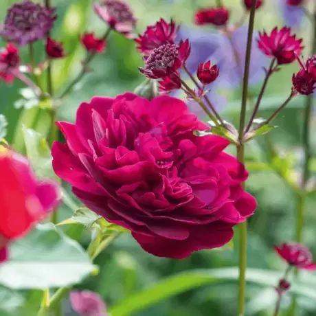 Trandafir David Austin - Darcey Bussell - anul 3 la Ghiveci