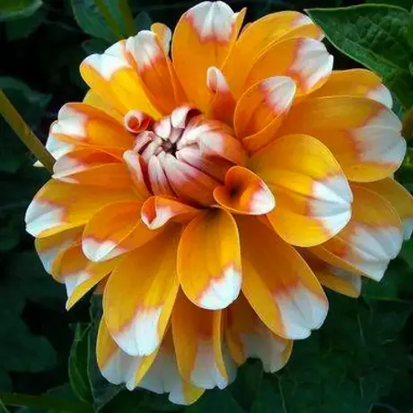 Rizomi de Dalie Orange Double