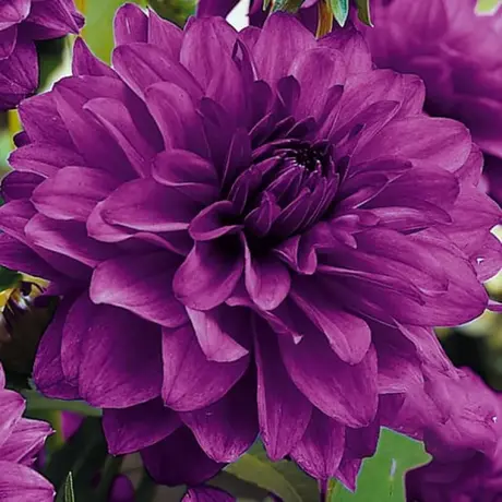 Rizomi de Dalie Pitica Purple