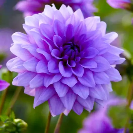Rizomi de Dalie Pitica Violet