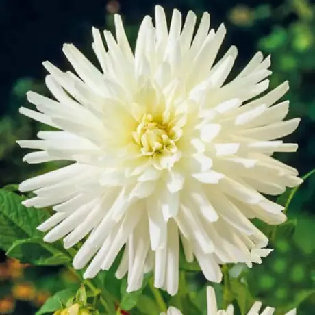 Rizomi de Dalie Play Blanca