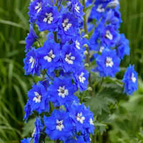 Delphinium Blue la Ghiveci