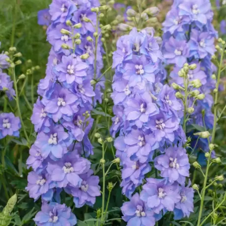 Delphinium Delgenius Shelby la Ghiveci