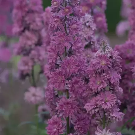 Delphinium Flamenco la Ghiveci