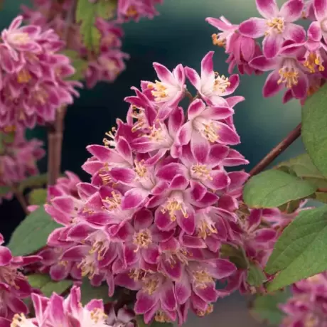 Deutzia - Strawberry Fields la Ghiveci