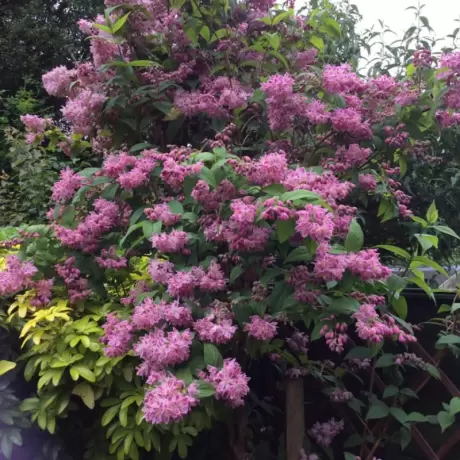 Deutzia - Strawberry Fields la Ghiveci